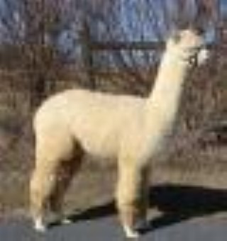 Alpaca For Sale - AOV Accoyo Enterprising Spirit at ACCOYOS OF VIRGINIA, LLC